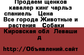 Продаем щенков кавалер кинг чарльз спаниель › Цена ­ 60 000 - Все города Животные и растения » Собаки   . Кировская обл.,Леваши д.